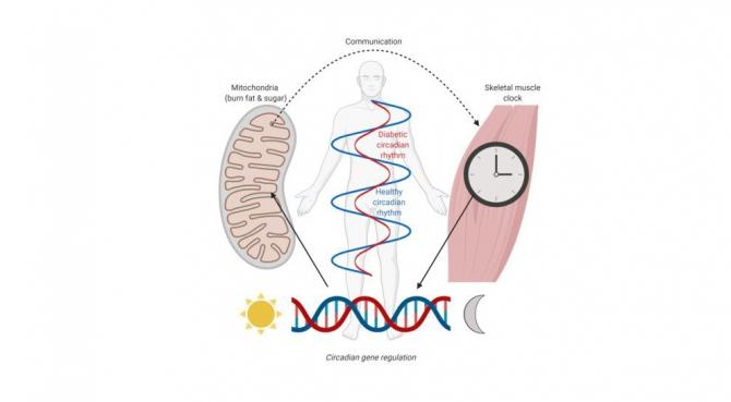 Skelettmuskler Brendan Gabrielhem