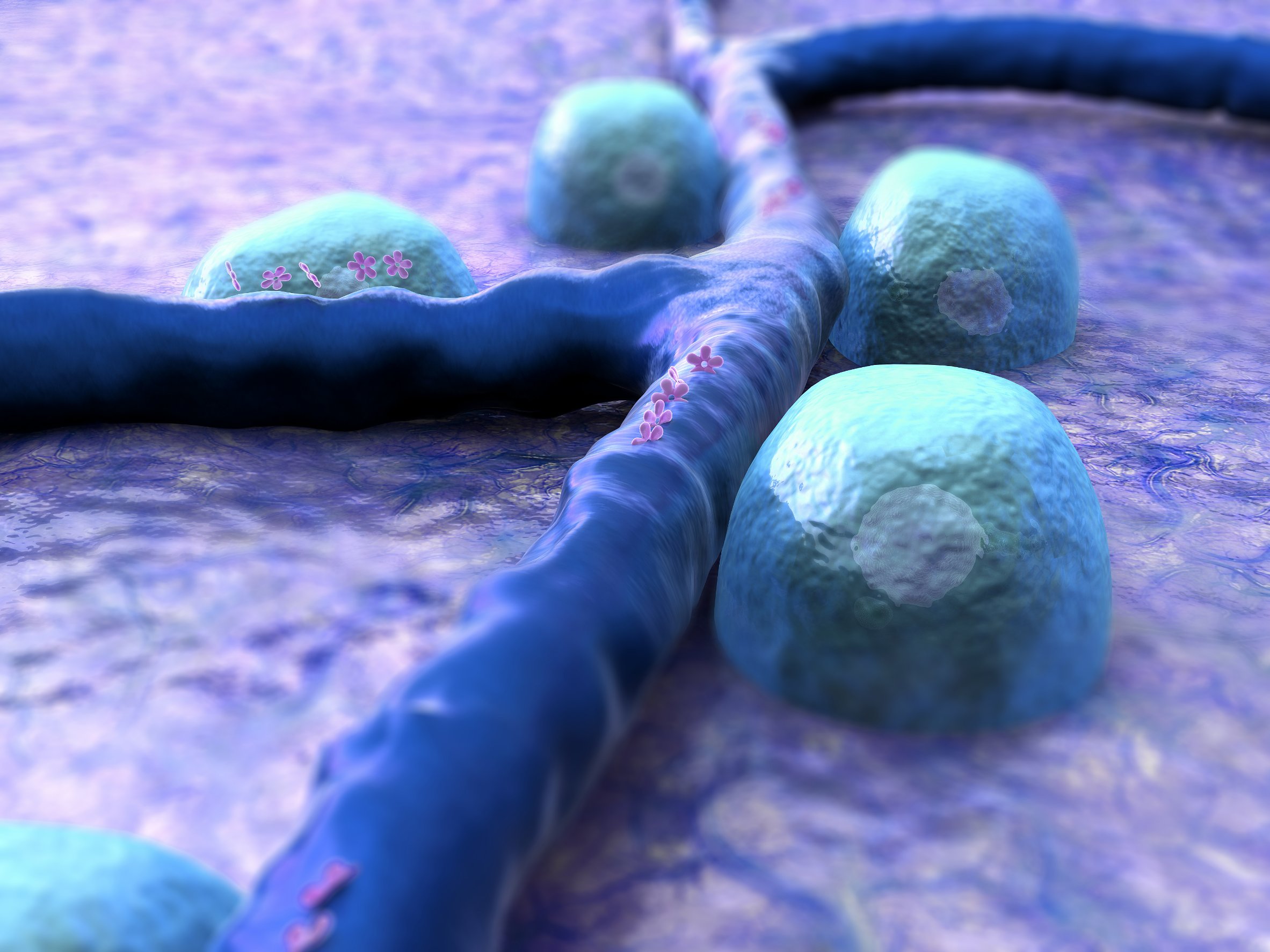 Research James Bowe Beta Cells