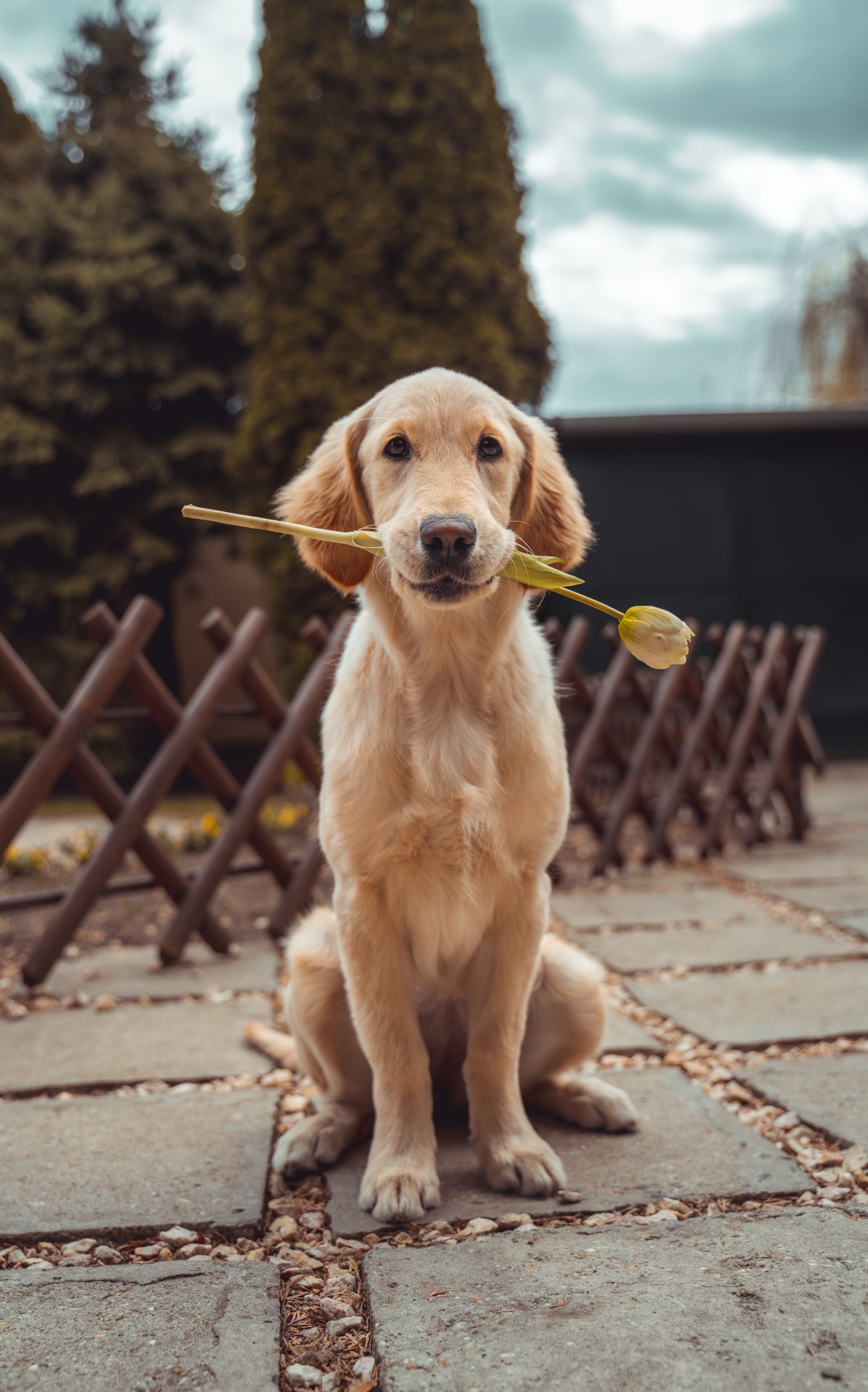 Hunden er menneskets beste venn. Foto: Richard Brutyo / Unsplash.
